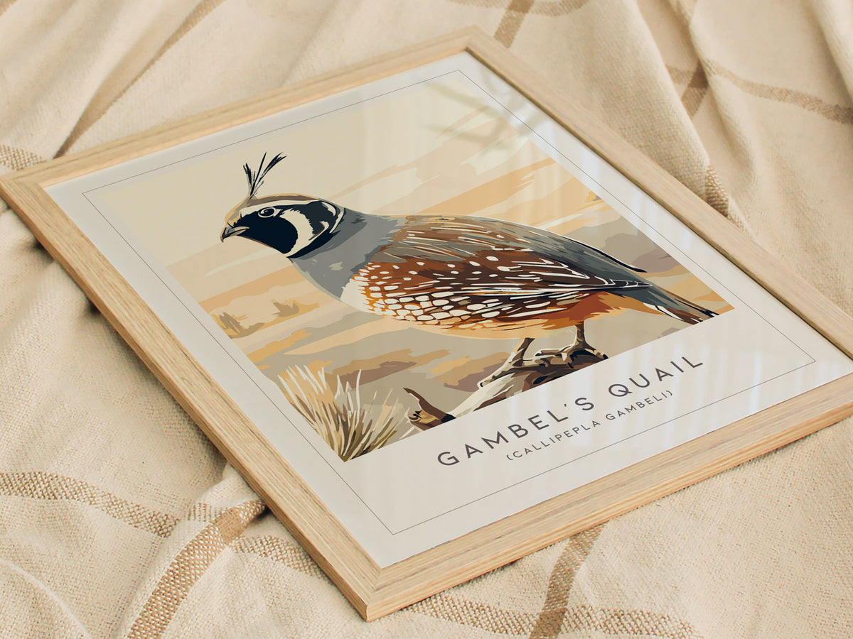 Gambel's Quail, Callipepla gambeli Poster | Desert Bird Wall Art Wildlife Print — styled in a modern interior