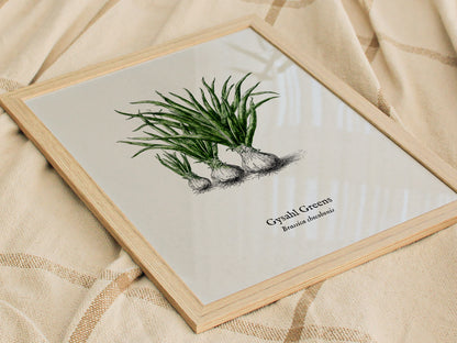 Gysahl Greens Poster | Brassica chocobonis Pen and Ink Print Vintage Botanical Illustration — styled in a modern interior