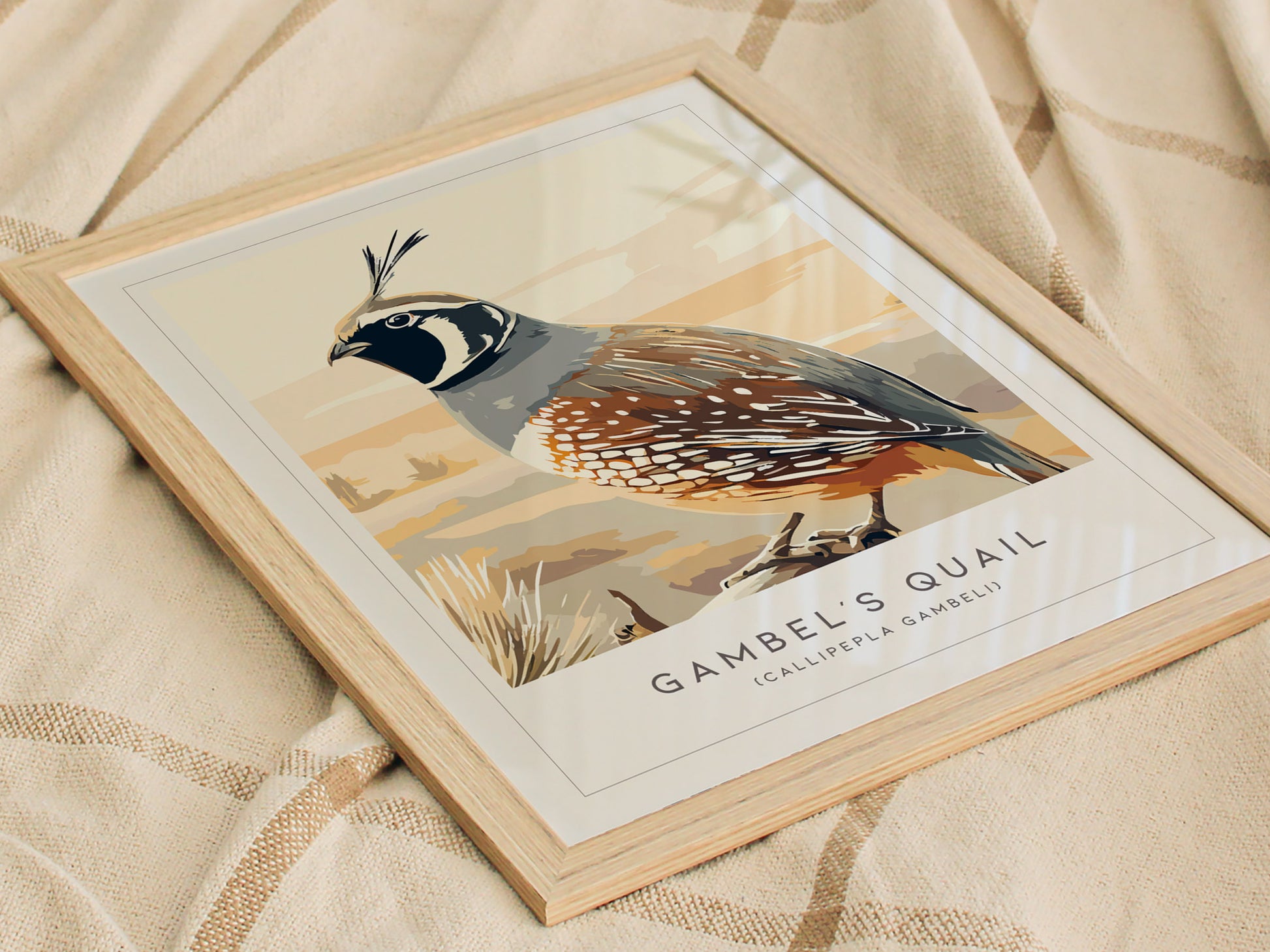 Gambel's Quail, Callipepla gambeli Poster | Desert Bird Wall Art Wildlife Print — styled in a modern interior
