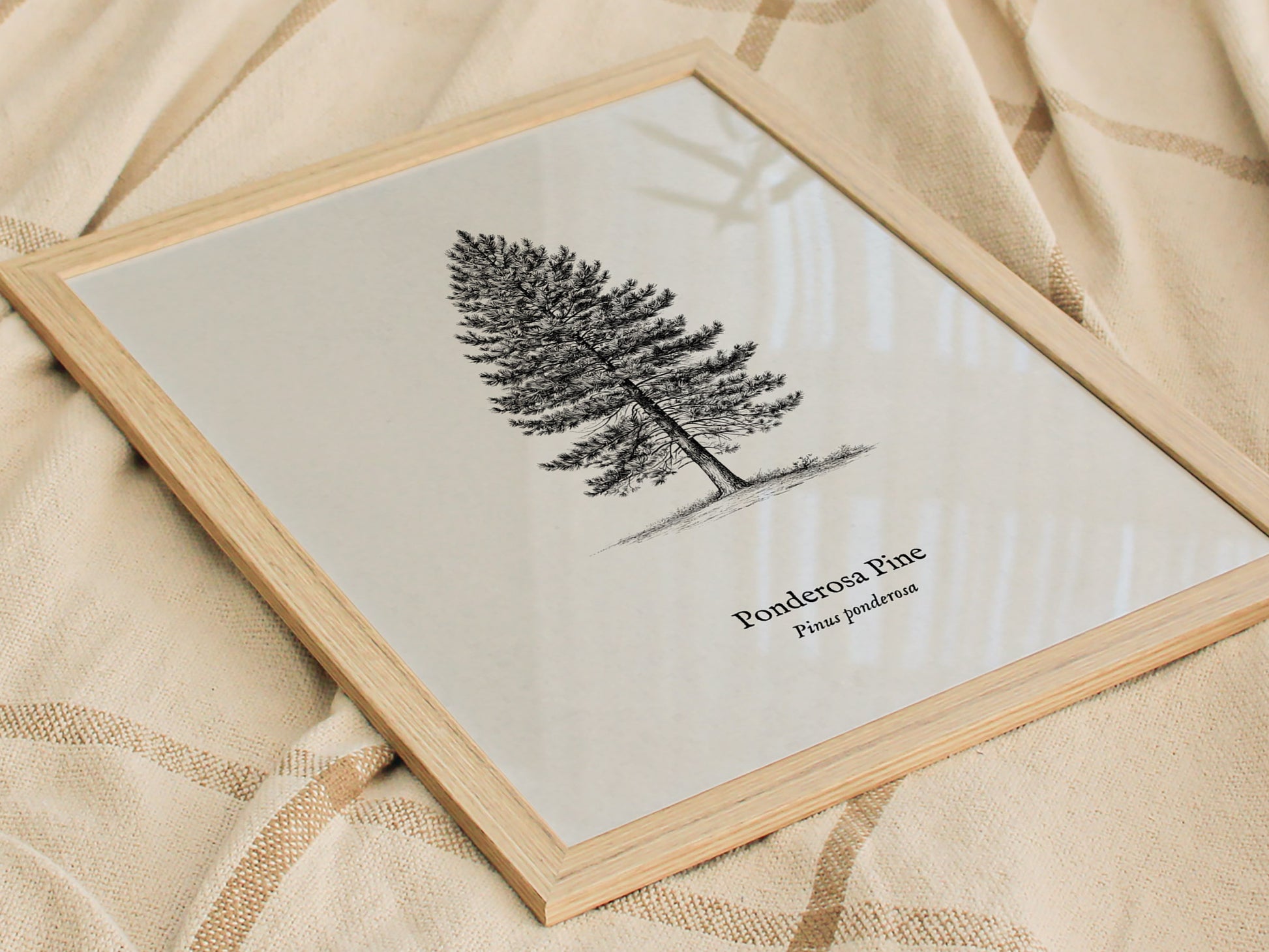 Ponderosa Pine Poster | Vintage Pinus ponderosa Botanical Illustration Wall Art — styled in a modern interior