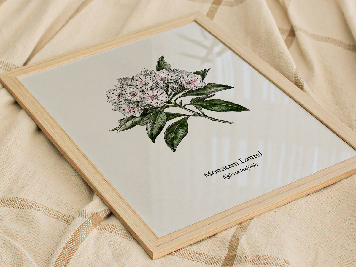 Mountain Laurel Poster | Kalmia latifolia Pen and Ink Print Vintage Botanical Illustration — styled in a modern interior