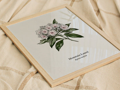 Mountain Laurel Poster | Kalmia latifolia Pen and Ink Print Vintage Botanical Illustration — styled in a modern interior