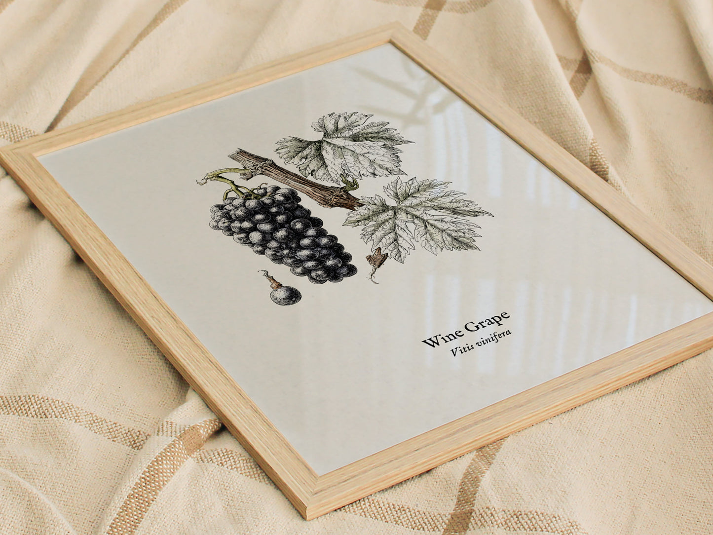 Wine Grape Poster | Vintage Vitis vinifera Botanical Illustration Wall Art — styled in a modern interior