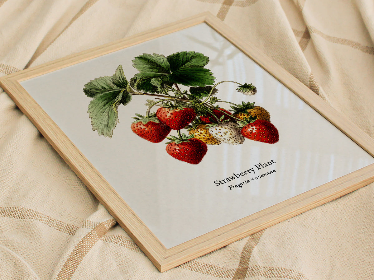 Strawberry Plant Poster | Vintage Fragaria × ananassa Botanical Illustration Wall Art — styled in a modern interior