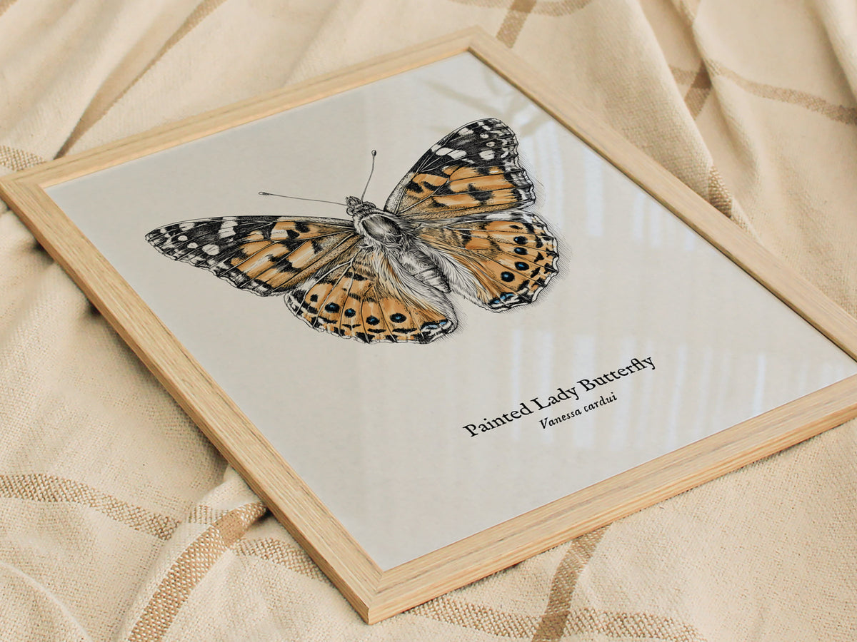 Painted Lady Butterfly Poster | Vintage Vanessa cardui Zoological Illustration Wall Art — styled in a modern interior