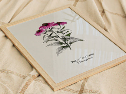 Purple Coneflower Poster | Echinacea purpurea Pen and Ink Print Vintage Botanical Illustration — styled in a modern interior