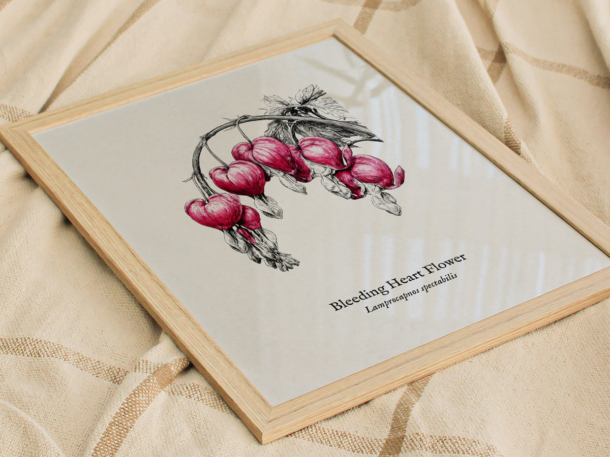 Bleeding Heart Flower Poster | Lamprocapnos spectabilis Pen and Ink Print Botanical Illustration Wall Art — styled in a moder