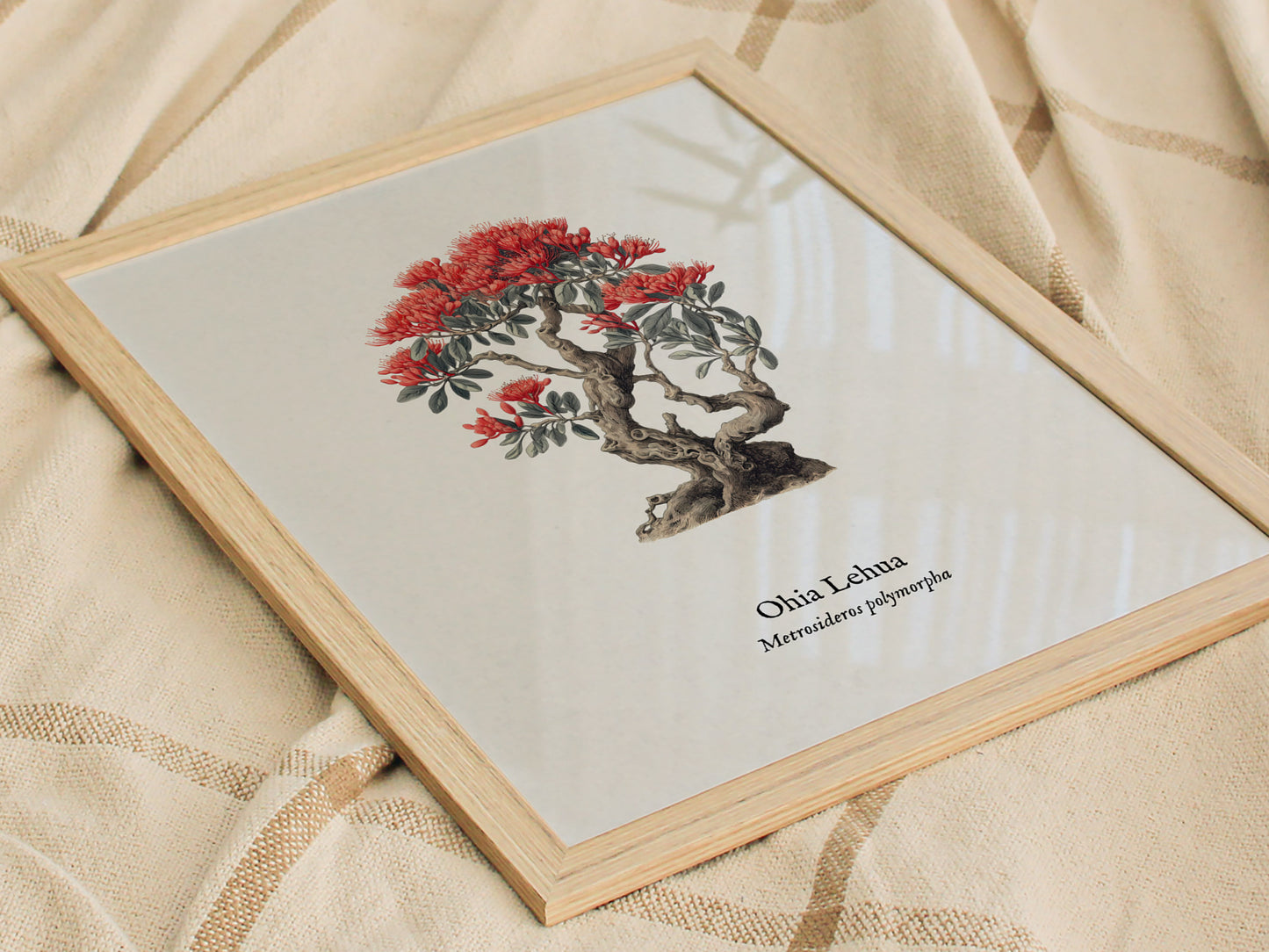 Ohia Lehua Poster | Vintage Metrosideros polymorpha Botanical Illustration Wall Art — styled in a modern interior