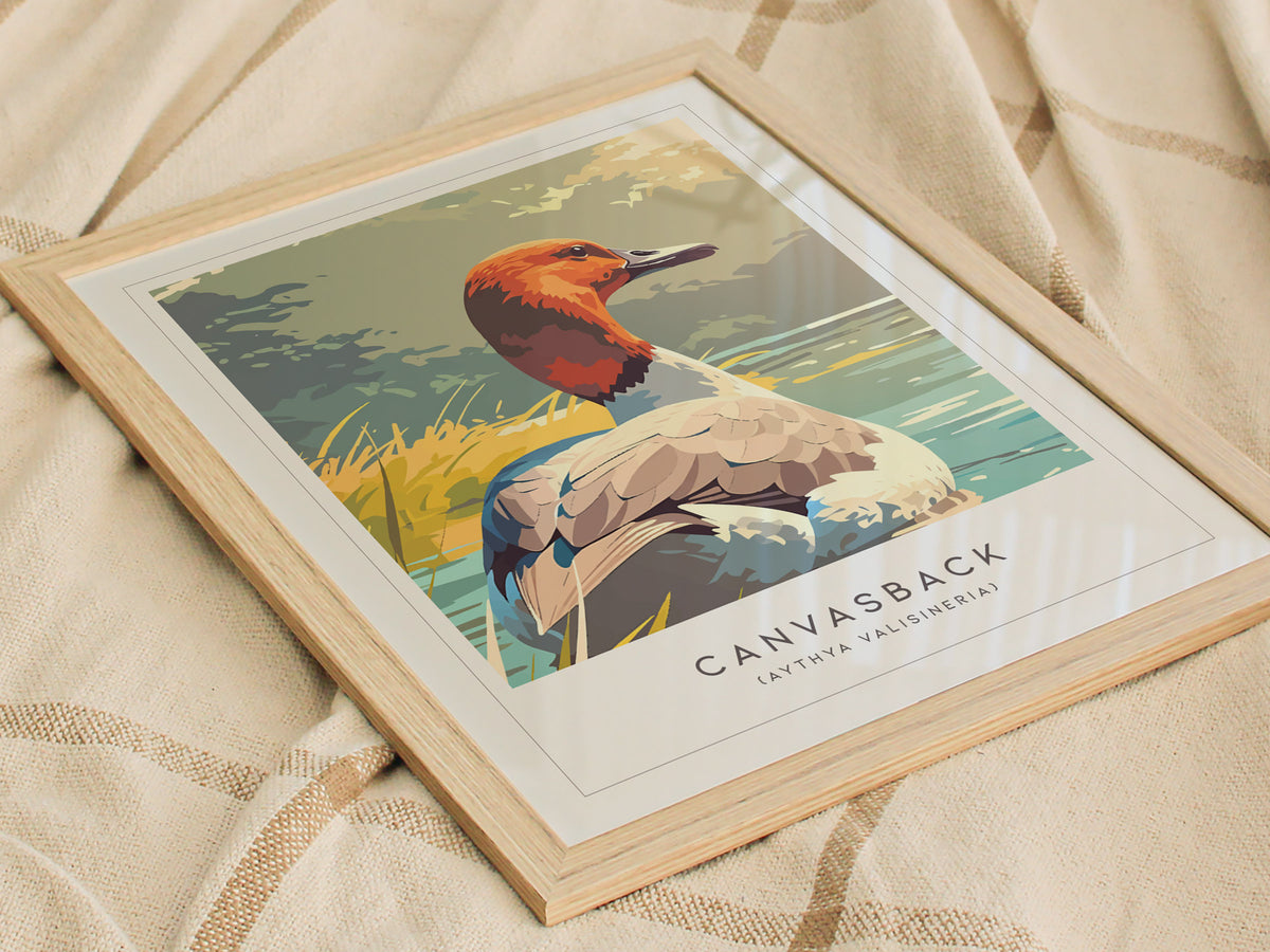 Canvasback, Aythya valisineria Poster | Diving Duck Wildlife Print Wall Art — styled in a modern interior