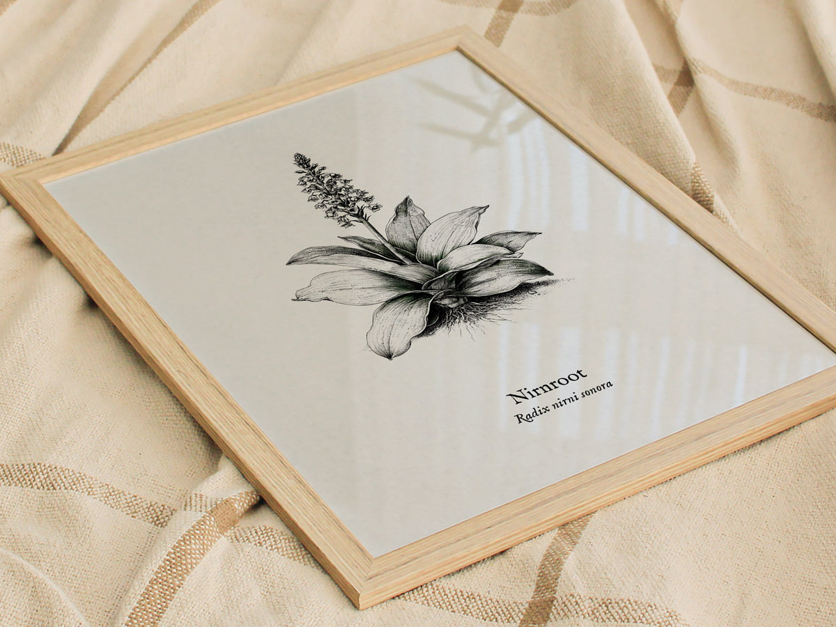Nirnroot Poster | Radix Nirni Sonora Pen and Ink Print Vintage Botanical Illustration Wall Art — styled in a modern interior