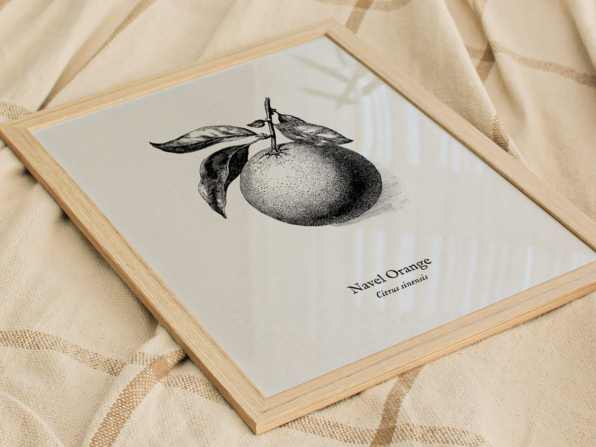 Navel Orange Poster | Citrus sinensis Pen and Ink Print Vintage Botanical Illustration — styled in a modern interior