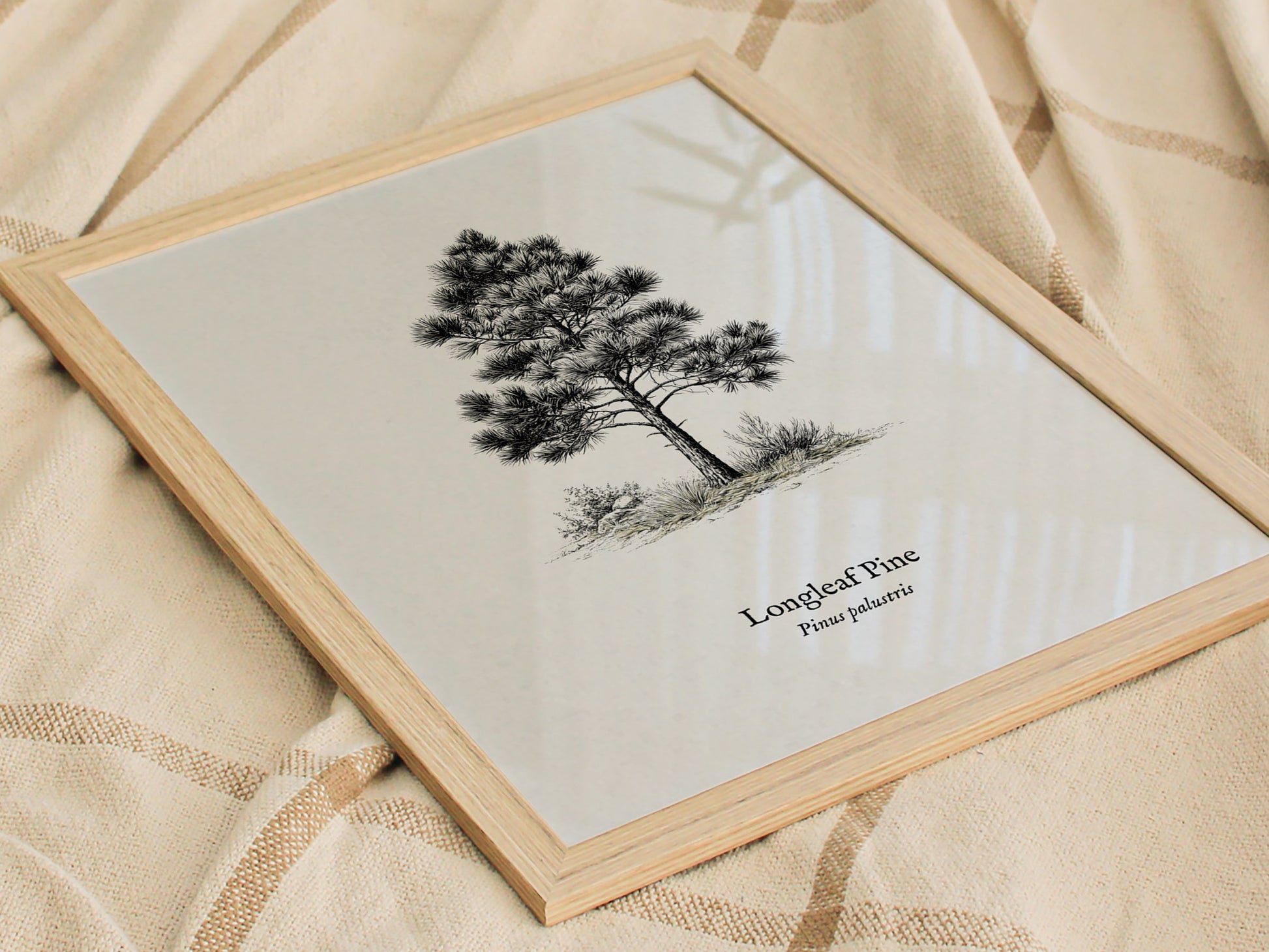 Longleaf Pine Poster | Pinus palustris Pen and Ink Print | Vintage Botanical Illustration Wall Art — styled in a modern inter