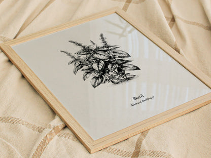 Basil Poster | Ocimum basilicum Pen and Ink Print | Vintage Botanical Illustration Wall Art — styled in a modern interior