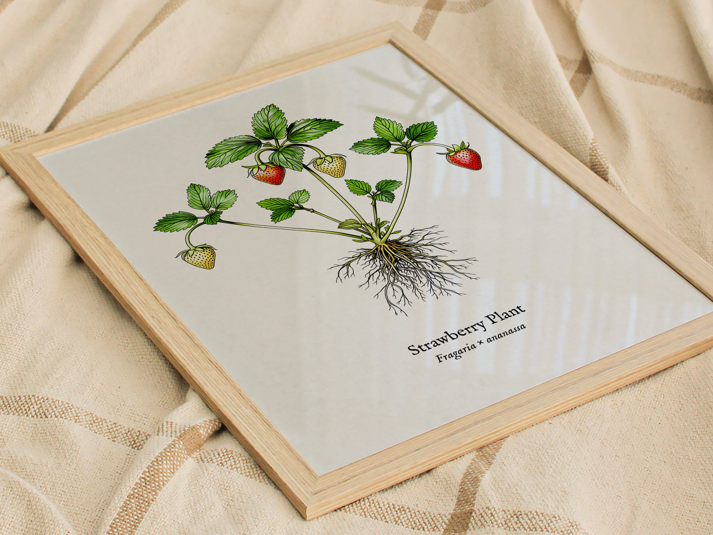 Strawberry Plant Poster | Vintage Fragaria × ananassa Botanical Illustration Wall Art — styled in a modern interior