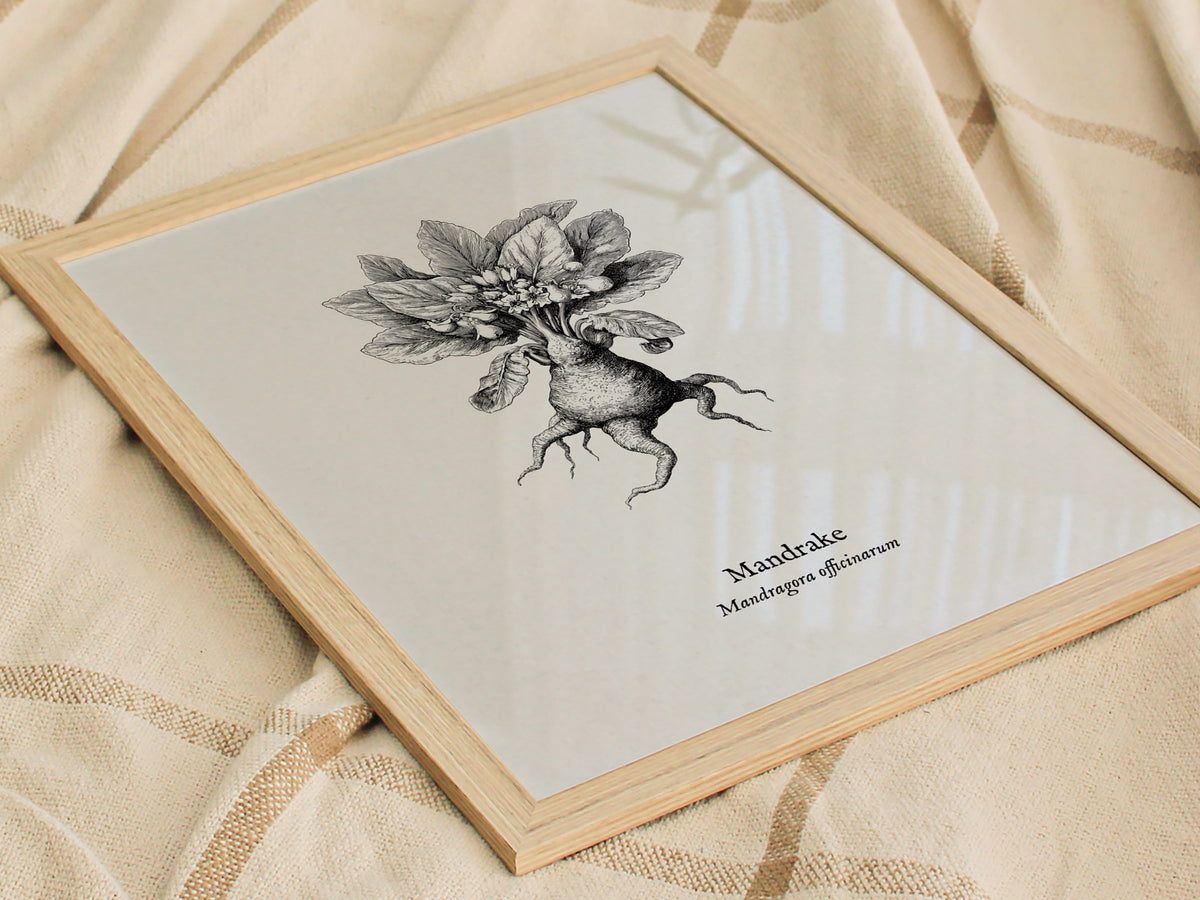 Mandrake Poster | Mandragora officinarum Pen and Ink Print Vintage Botanical Illustration — styled in a modern interior