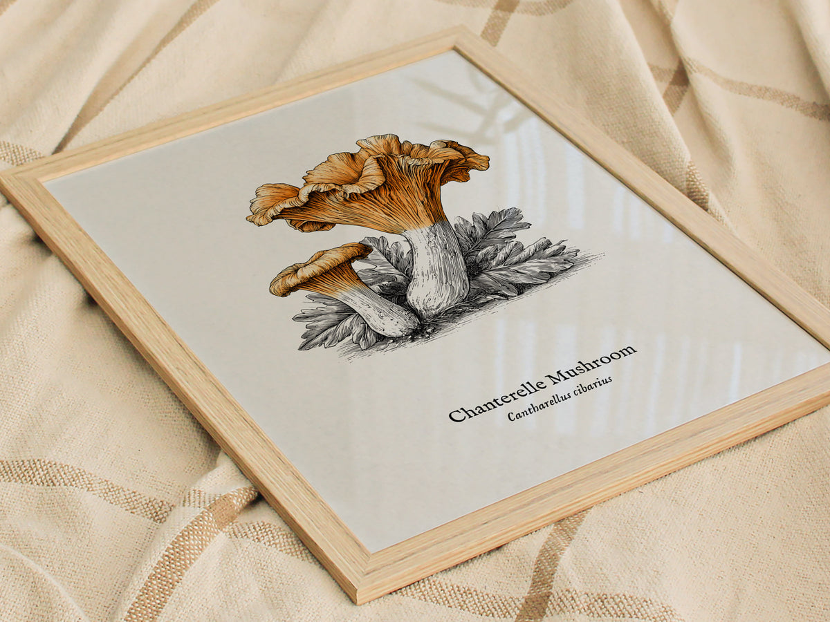 Chanterelle Mushroom Poster | Cantharellus cibarius Pen and Ink Print Vintage Scientific Illustration — styled in a modern in