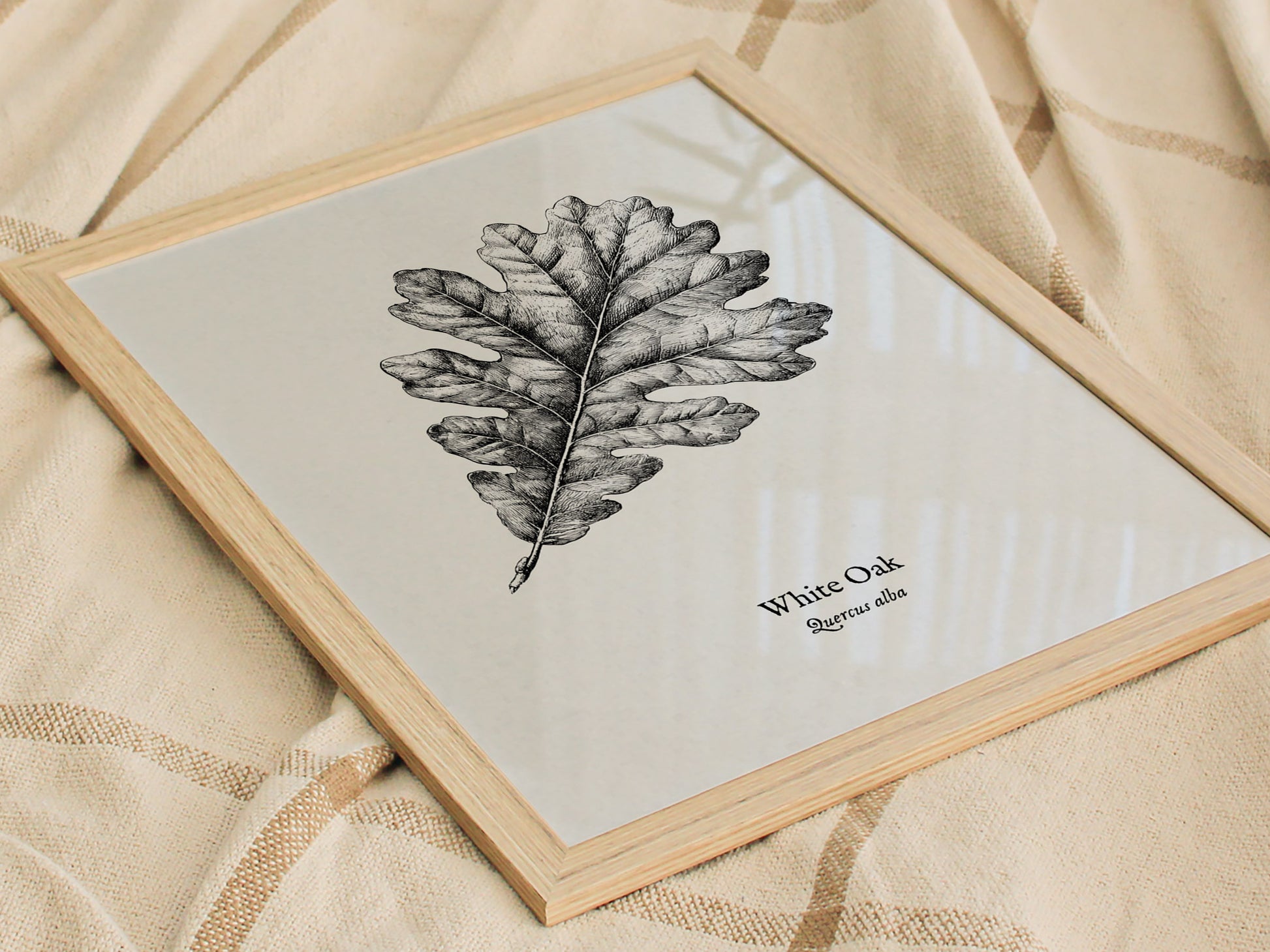 White Oak Poster | Quercus Alba Pen and Ink Print Vintage Botanical Illustration Wall Art — styled in a modern interior