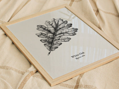 White Oak Poster | Quercus Alba Pen and Ink Print Vintage Botanical Illustration Wall Art — styled in a modern interior