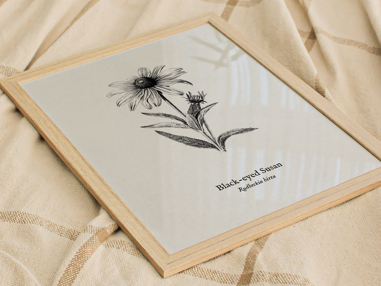 Black-eyed Susan Poster | Vintage Rudbeckia hirta Botanical Illustration Wall Art — styled in a modern interior