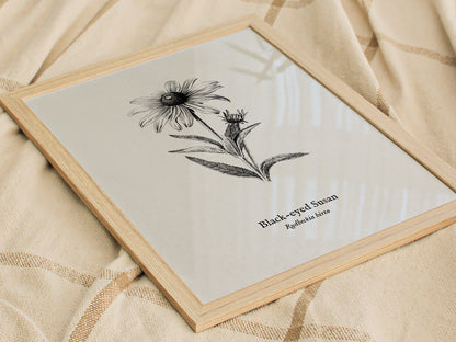 Black-eyed Susan Poster | Vintage Rudbeckia hirta Botanical Illustration Wall Art — styled in a modern interior