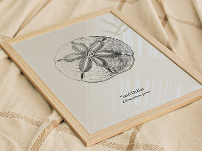 Sand Dollar Poster | Vintage Echinarachnius parma Zoological Illustration Wall Art — styled in a modern interior