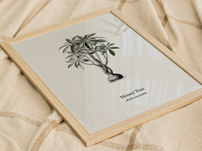 Money Tree Poster | Arbor Nummaria Pen and Ink Print — Vintage Botanical Illustration Wall Art — styled in a modern interior