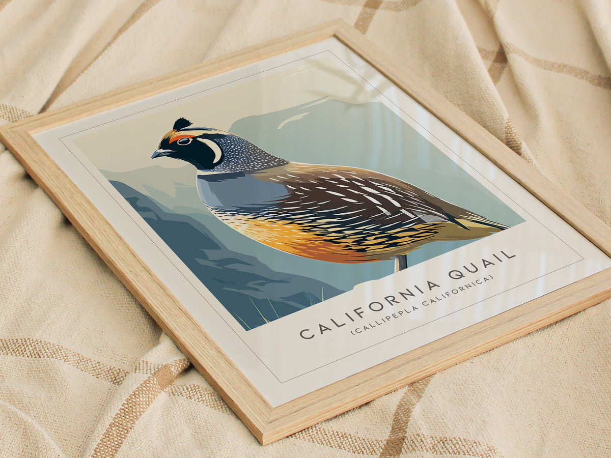 California Quail Poster | Golden State Bird Illustration Wall Art — styled in a modern interior