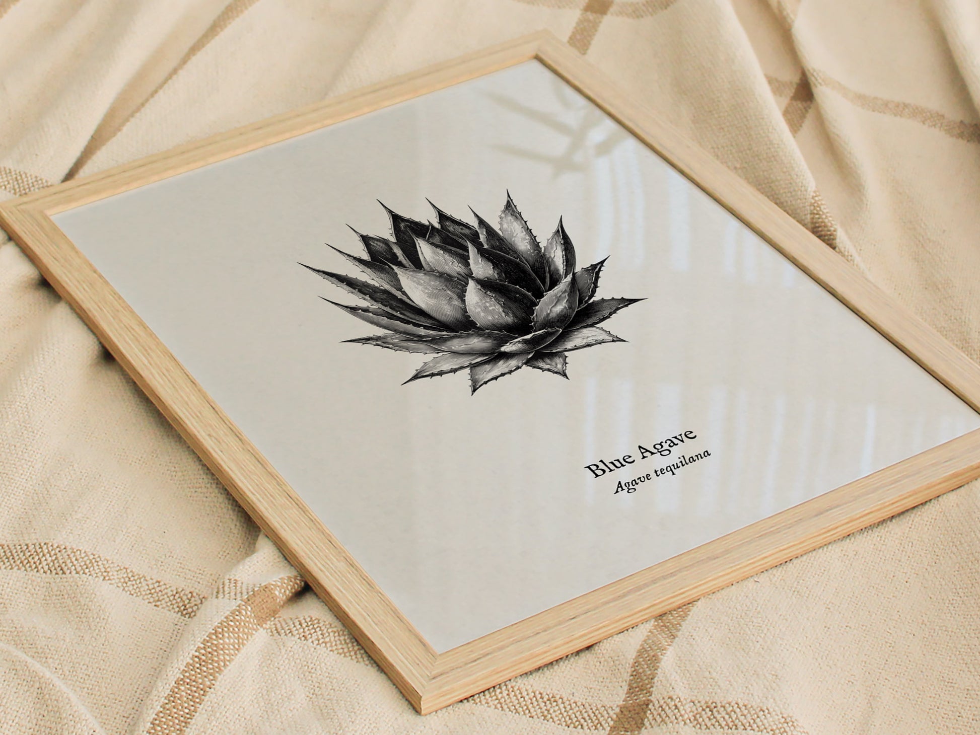 Blue Agave Poster | Vintage Agave Tequilana Botanical Illustration Wall Art — styled in a modern interior