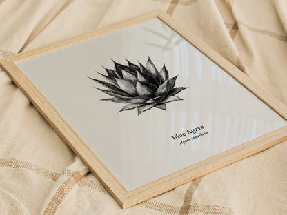 Blue Agave Poster | Vintage Agave Tequilana Botanical Illustration Wall Art — styled in a modern interior