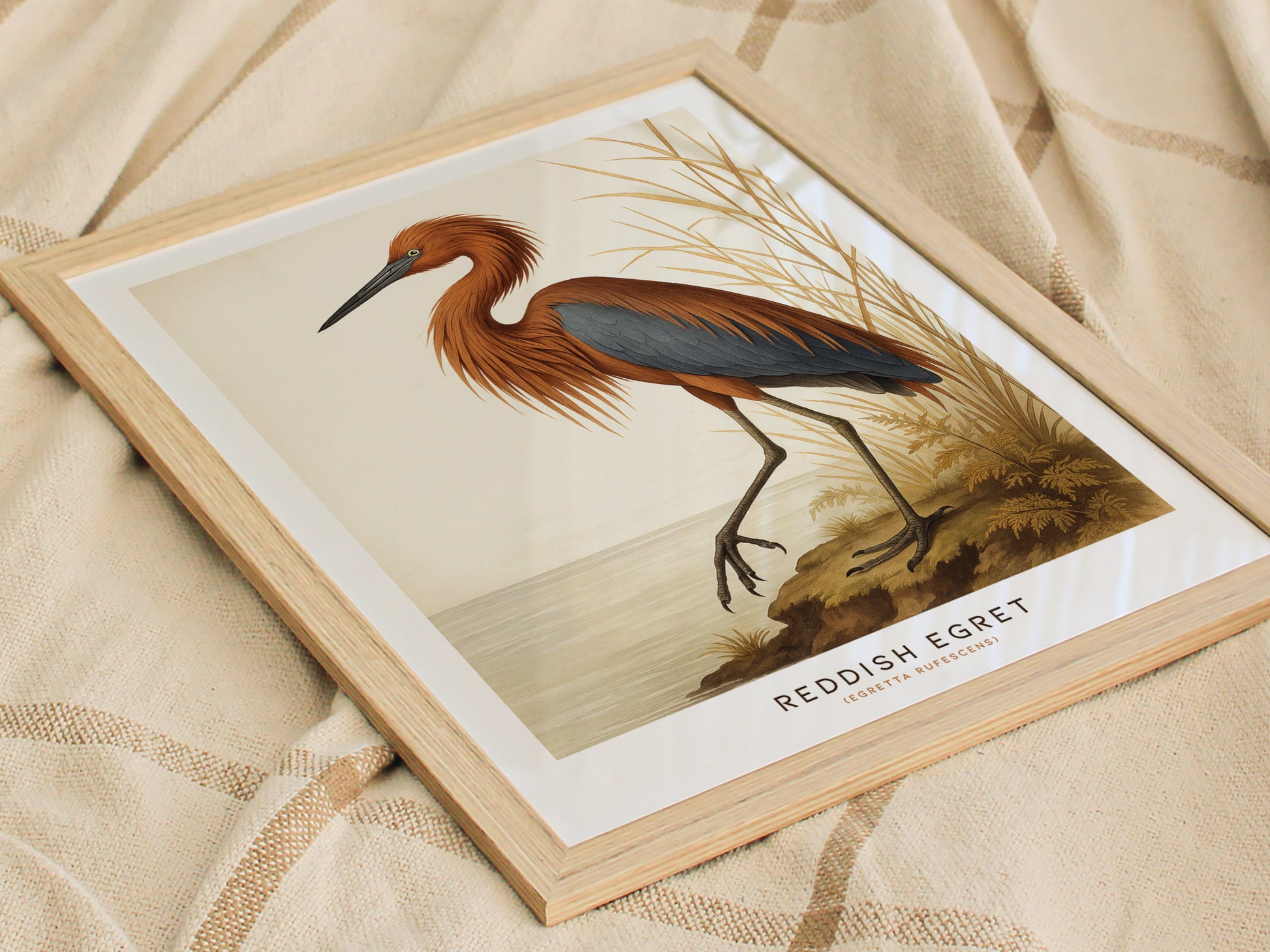 A framed illustration of a Reddish Egret is displayed on a textured fabric. The bird is depicted with reddish-brown plumage, standing on a shoreline. This vintage Audubon-style poster adds a touch of nature-inspired wall art to any space.