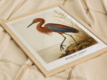 A framed illustration of a Reddish Egret is displayed on a textured fabric. The bird is depicted with reddish-brown plumage, standing on a shoreline. This vintage Audubon-style poster adds a touch of nature-inspired wall art to any space.