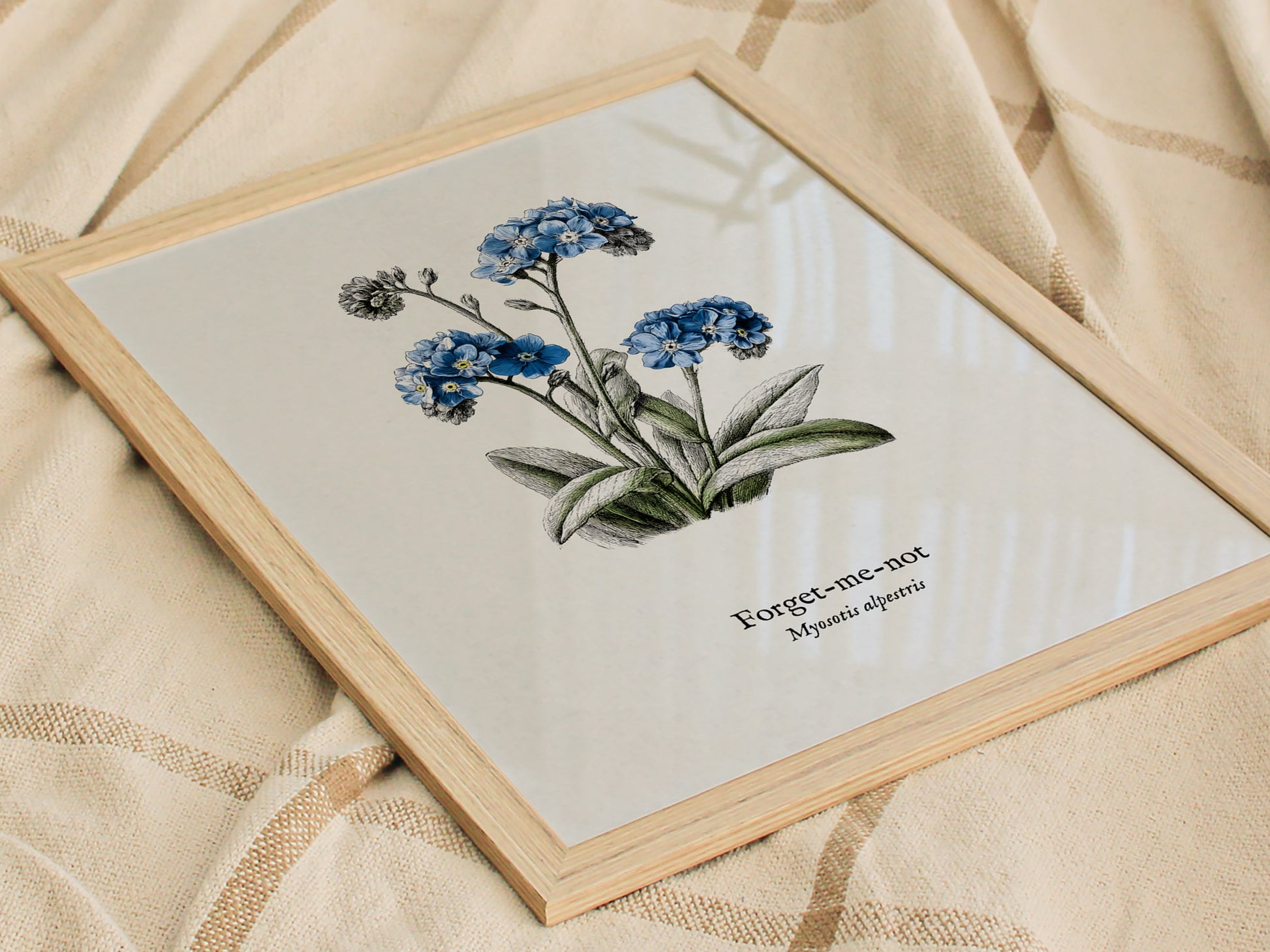 Forget-Me-Not Poster | Vintage Myosotis Alpestris Botanical Illustration Wall Art — styled in a modern interior
