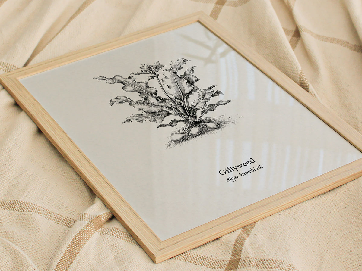 Gillyweed Poster | Algae Branchialis Pen and Ink Print Vintage Scientific Illustration — styled in a modern interior
