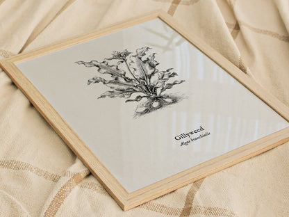 Gillyweed Poster | Algae Branchialis Pen and Ink Print Vintage Scientific Illustration — styled in a modern interior