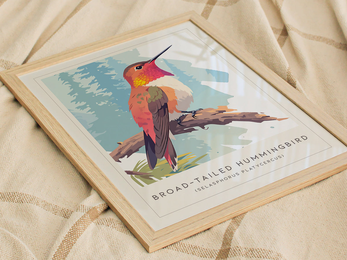 Broad-tailed Hummingbird, Selasphorus platycercus Poster | Vibrant Wildlife Print Nature Wall Art — styled in a modern interi