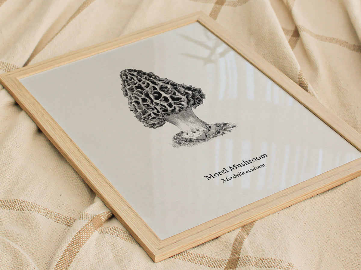 Morel Mushroom Poster | Morchella esculenta Pen and Ink Print Vintage Scientific Illustration — styled in a modern interior