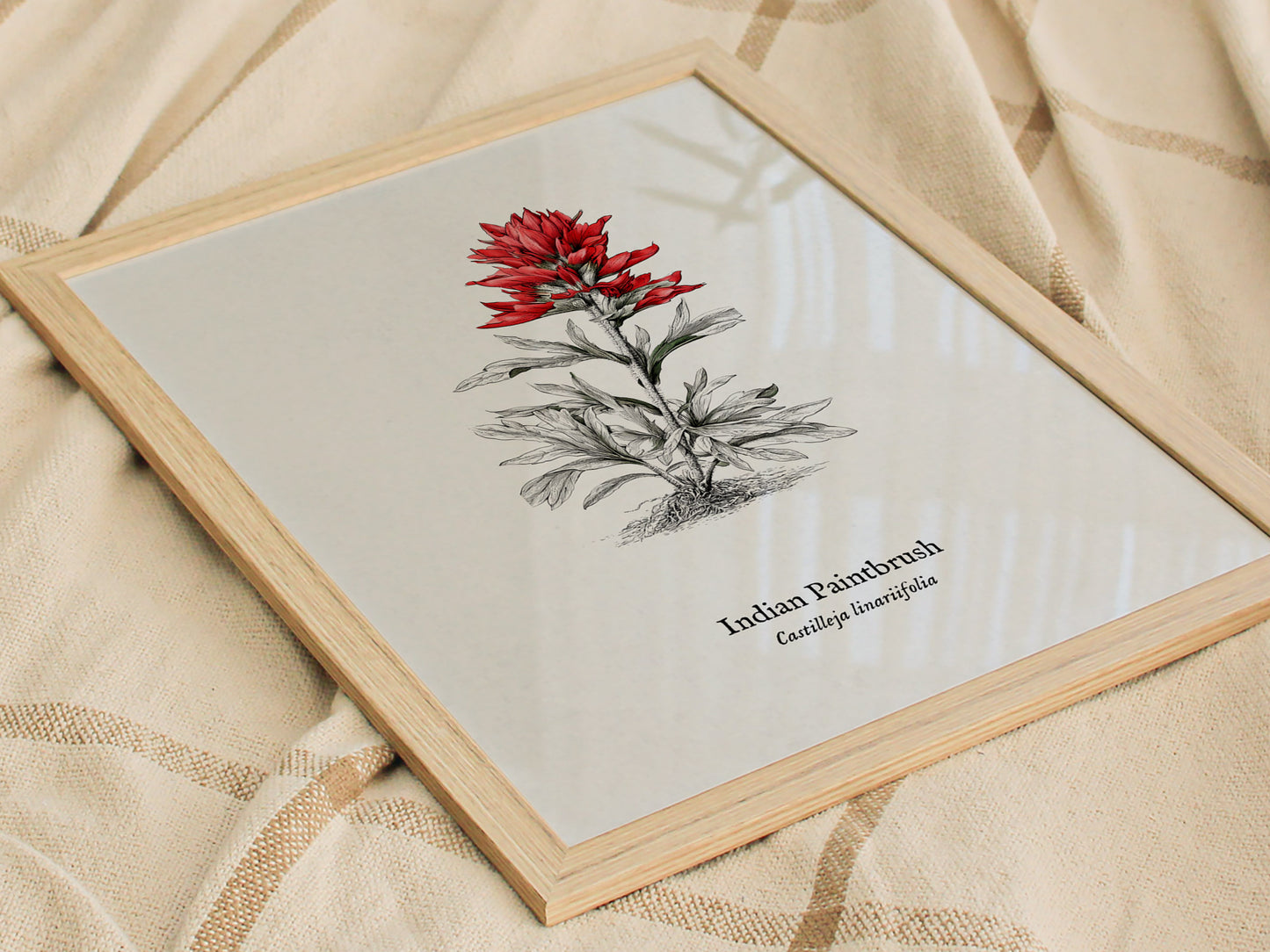 Indian Paintbrush Poster | Castilleja Linariifolia Pen and Ink Print Vintage Botanical Illustration — styled in a modern inte