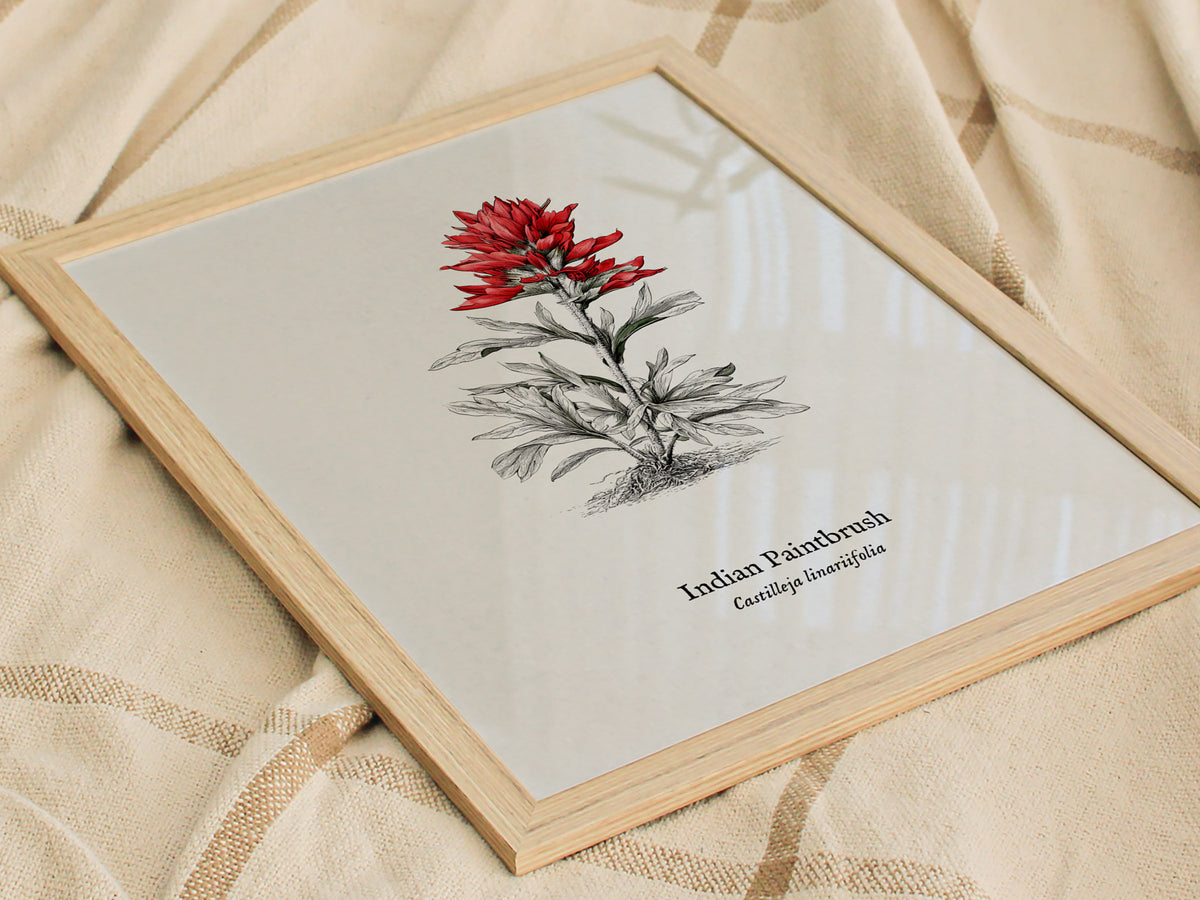 Indian Paintbrush Poster | Castilleja Linariifolia Pen and Ink Print Vintage Botanical Illustration — styled in a modern inte