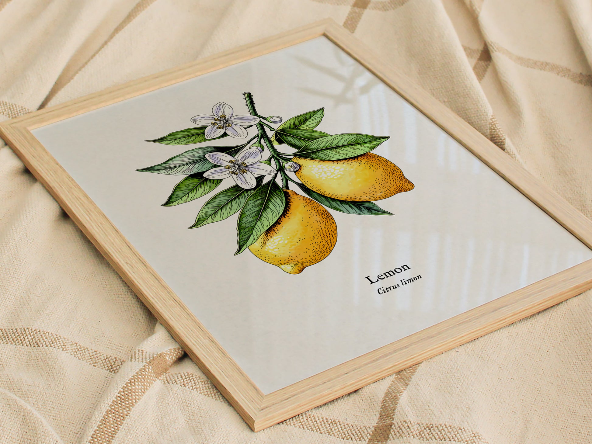 Botanical Lemon Poster | Citrus x Limon Framed Wall Art — styled in a modern interior