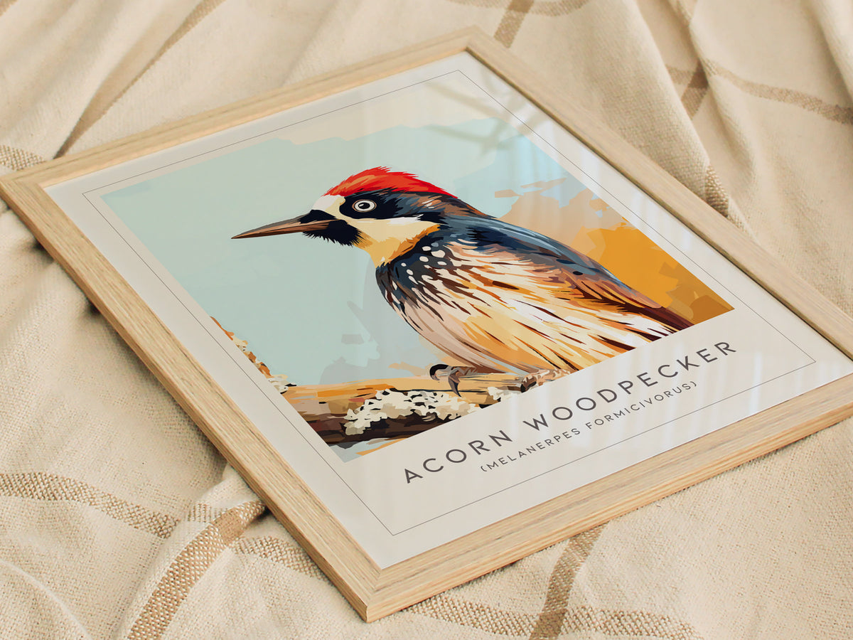 Acorn Woodpecker, Melanerpes formicivorus Poster | Bold Bird Wall Art Nature Print — styled in a modern interior
