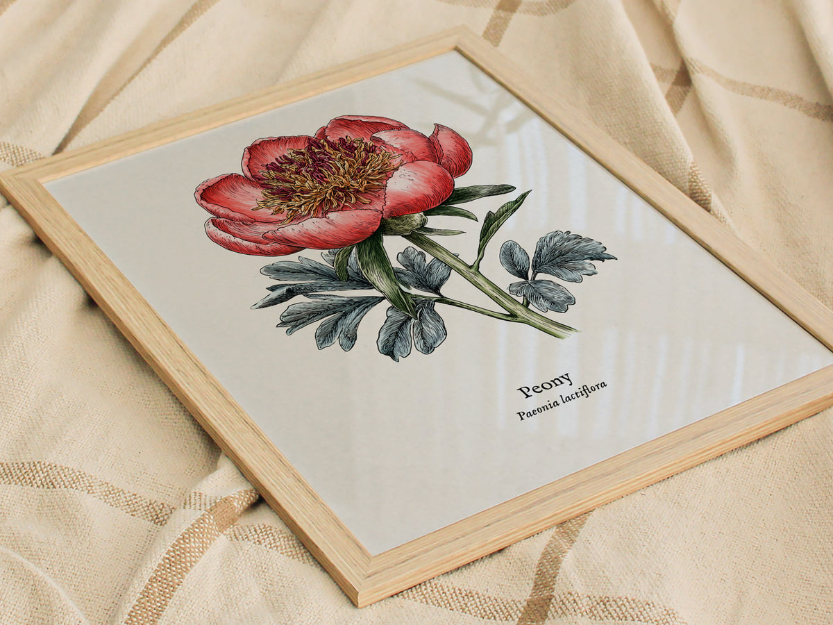 Peony Poster | Vintage Paeonia Lactiflora Botanical Illustration Wall Art — styled in a modern interior