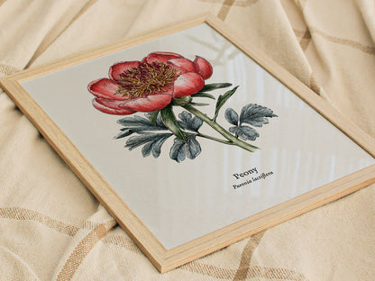 Peony Poster | Vintage Paeonia Lactiflora Botanical Illustration Wall Art — styled in a modern interior