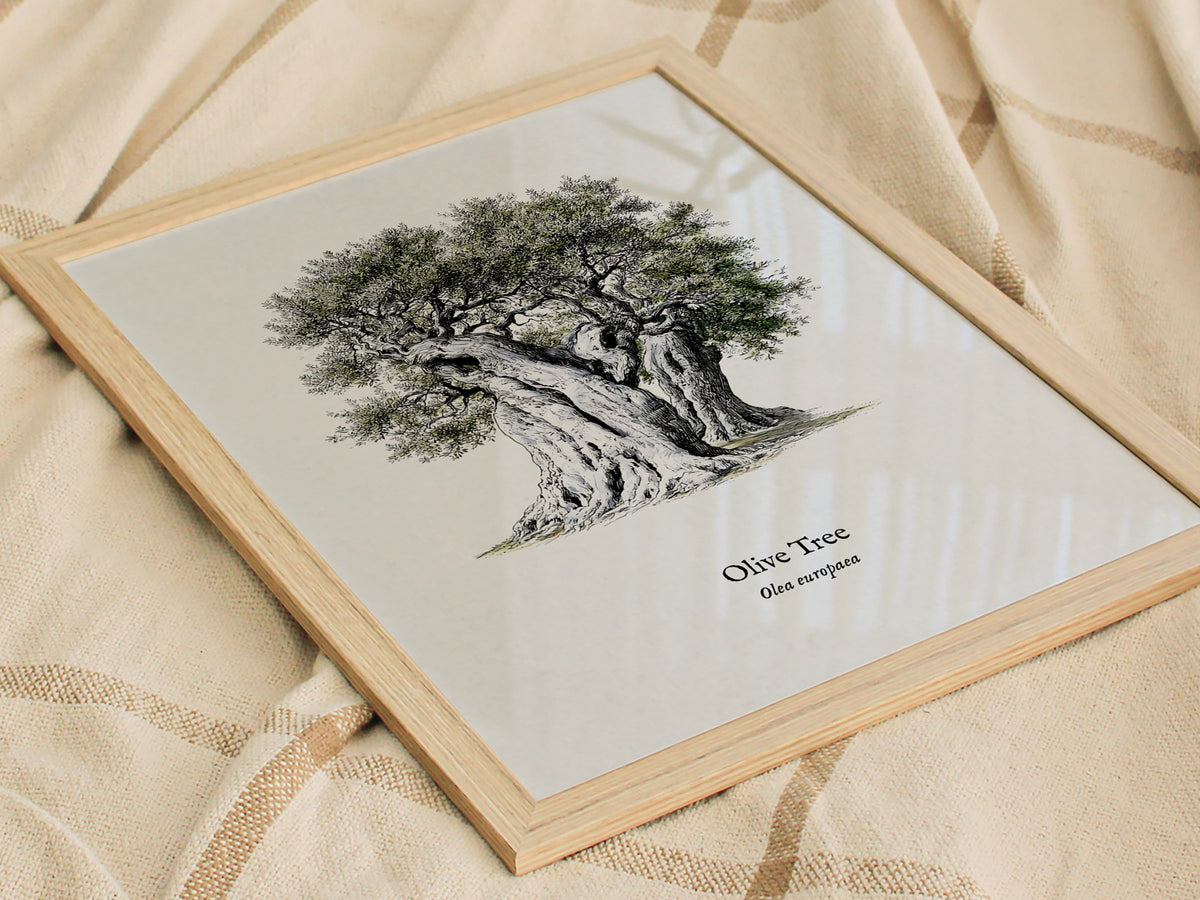 Olive Tree Poster | Vintage Olea europaea Botanical Illustration Wall Art — styled in a modern interior