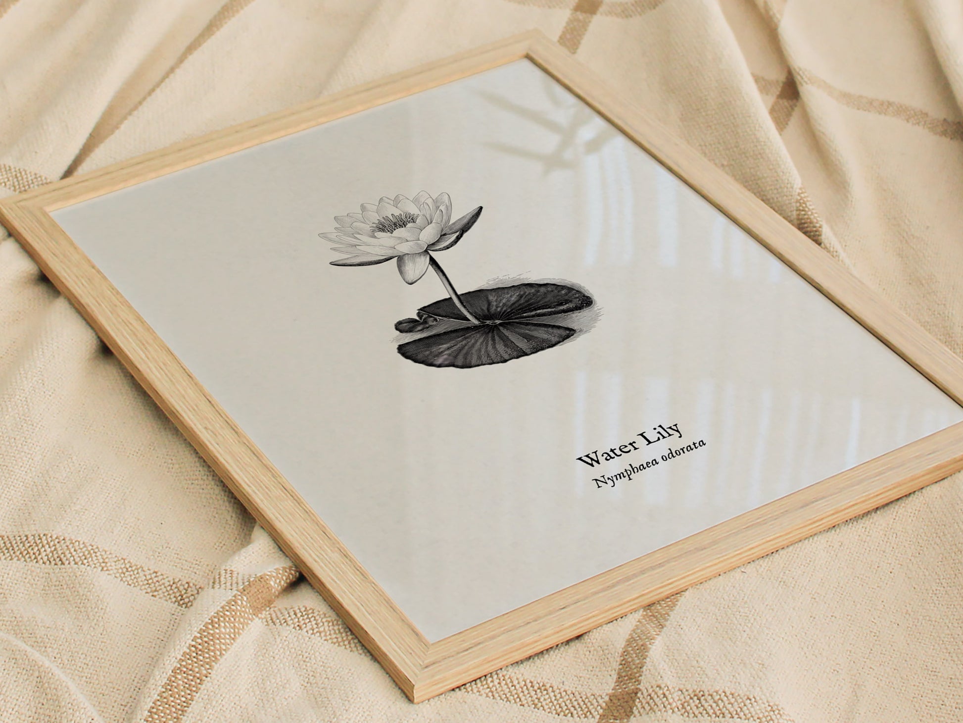 Water Lily Poster | Vintage Nymphaea Odorata Botanical Illustration Wall Art — styled in a modern interior