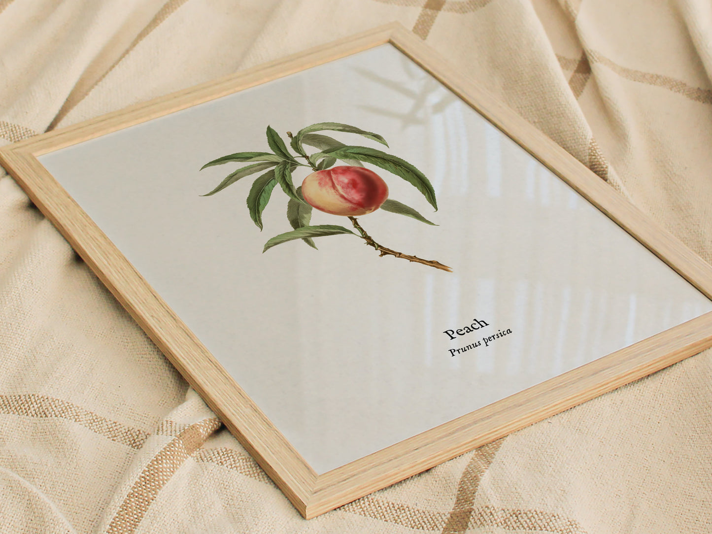 Peach Poster | Prunus persica Vintage Botanical Illustration Pen and Ink Print — styled in a modern interior