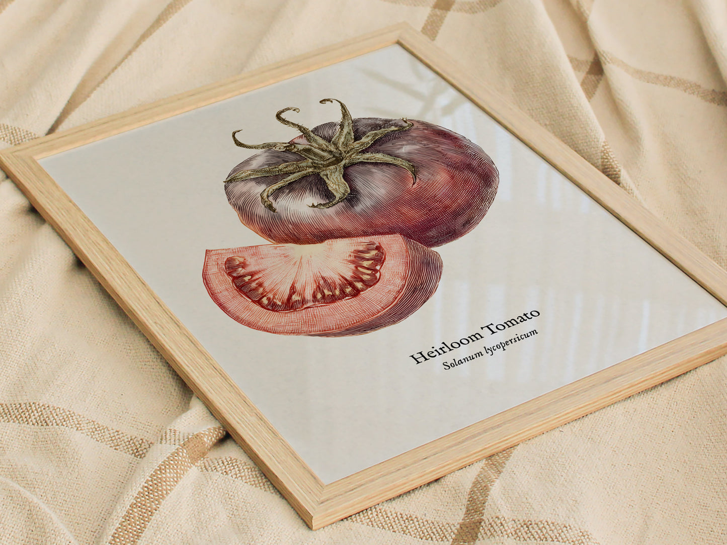 Heirloom Tomato Poster | Vintage Solanum Lycopersicum Botanical Illustration Wall Art — styled in a modern interior