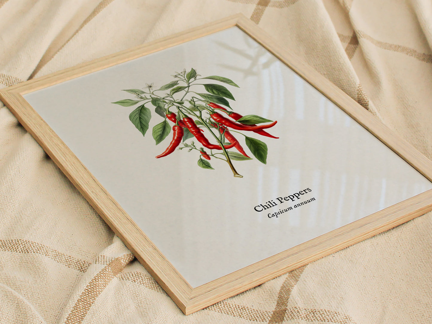Chili Peppers Poster | Vintage Capsicum Annuum Botanical Illustration Wall Art — styled in a modern interior
