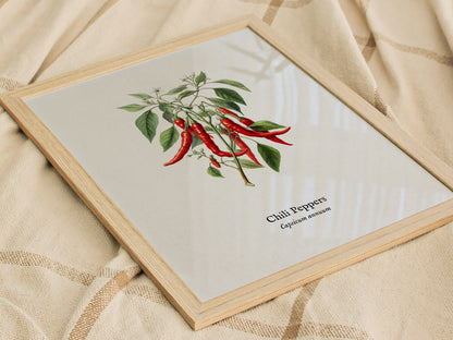 Chili Peppers Poster | Vintage Capsicum Annuum Botanical Illustration Wall Art — styled in a modern interior