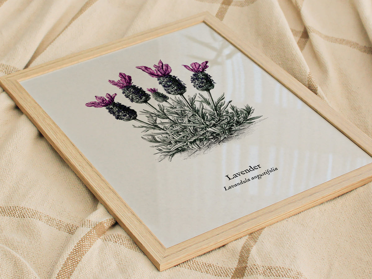 Lavender Poster | Lavandula angustifolia Pen and Ink Print Vintage Botanical Illustration Wall Art — styled in a modern inter