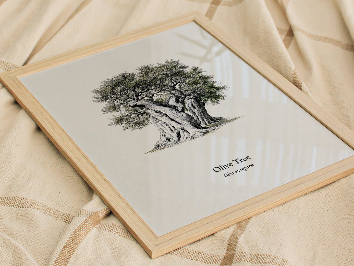 Olive Tree Poster | Vintage Olea europaea Botanical Illustration Wall Art — styled in a modern interior